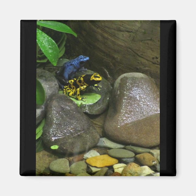 Dart Frog Buddies Magnet (Framsidan)