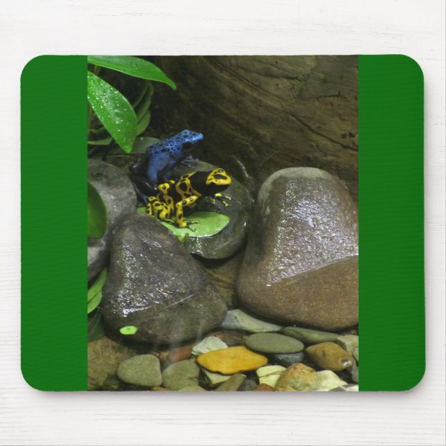 Dart Frog Buddies Musmatta (Framsidan)