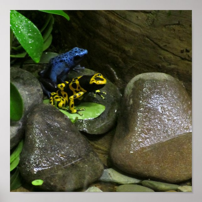 Dart Frog Buddies Poster (Framsidan)