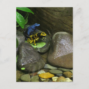 Dart Frog Buddies Vykort