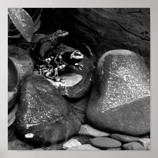Dart Frog Friends B+W Poster (Framsidan)