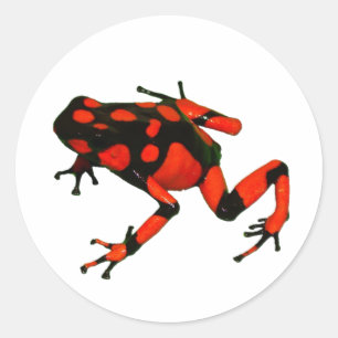 DART FROG STICKERS, FROG STICKERS RUNT KLISTERMÄRKE