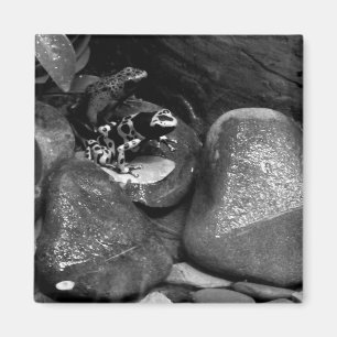 Dart Frogs som delar Sten B+W Magnet