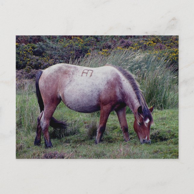 Dartmooe Pony Grazeing Autunm Vykort (Framsida)