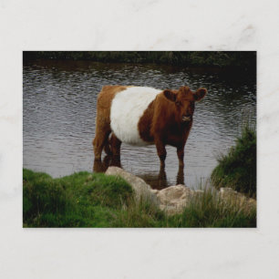 Dartmoor Belted Galloway Ko stående i floden Vykort
