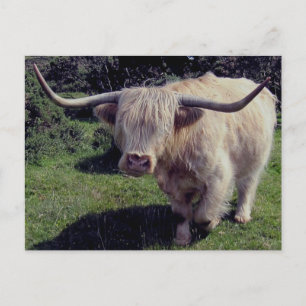 Dartmoor höglands- ko på flyttningen vykort