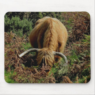 Dartmoor höglands- ko som betar i bräken musmatta