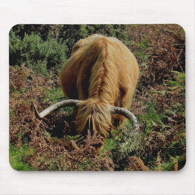 Dartmoor höglands- ko som betar i bräken musmatta (Framsidan)