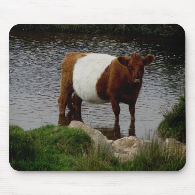 Dartmoor köt Galloway koanseende i floden Musmatta (Framsidan)