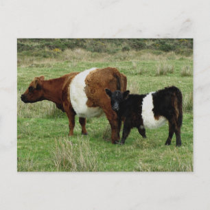 Dartmoor nedanför galtay Cow och Calf Vykort