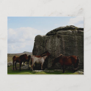 Dartmoor Ponies Sheltering Bone Backe Sten .1. Vykort