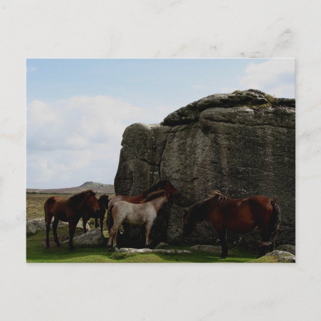 Dartmoor Ponies Sheltering Bone Backe Sten .1. Vykort (Framsida)