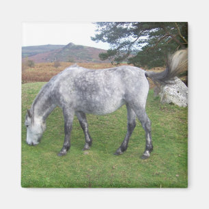 Dartmoor ponny magnet