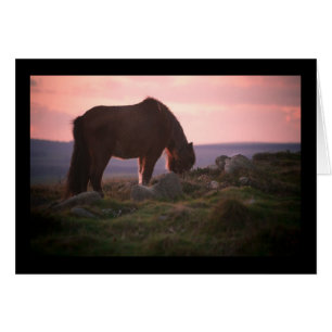 Dartmoor ponny på solnedgången hälsningskort
