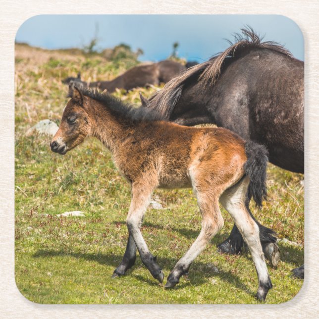 Dartmoor pony baby vid Haytor sten Devon UK Underlägg Papper Kvadrat (Framsidan)