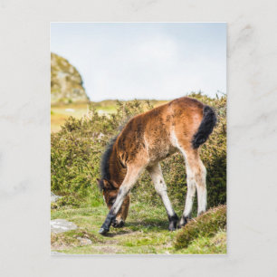 Dartmoor pony foal framför Haytor sten uk Vykort
