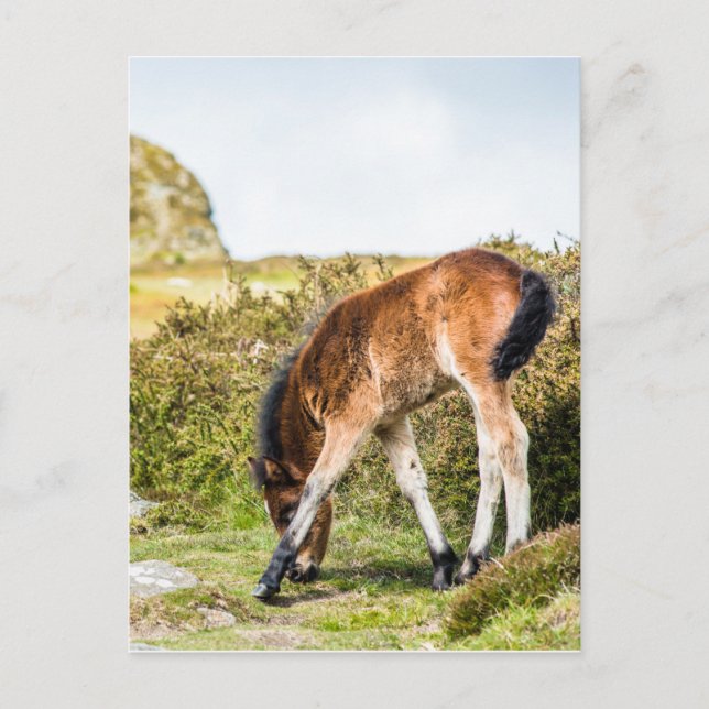Dartmoor pony foal framför Haytor sten uk Vykort (Framsida)