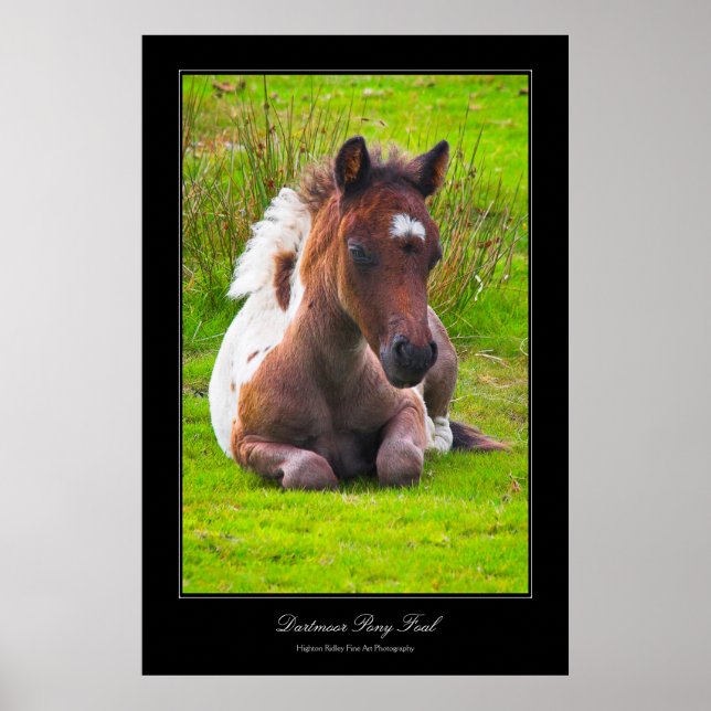 Dartmoor Pony Foal gallery-stil poster utskrift (Framsidan)