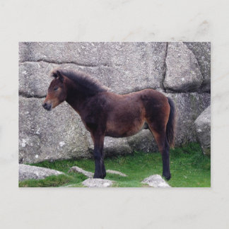 Dartmoor Pony Foal Sheltering Bone Backe Sten Vykort