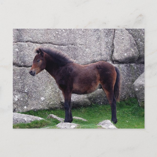 Dartmoor Pony Foal Sheltering Bone Backe Sten Vykort (Framsida)