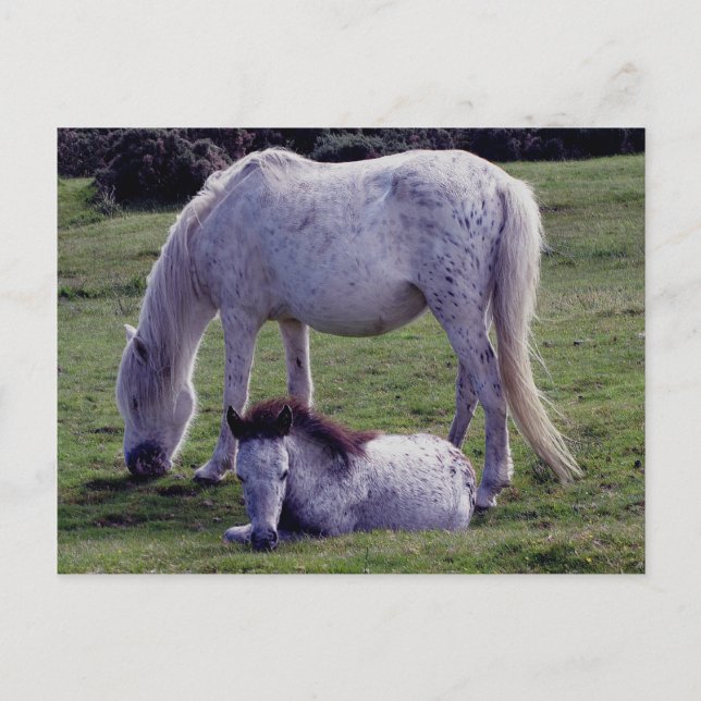 Dartmoor Pony Grått Mare Grazeing Foal Resting Vykort (Framsida)