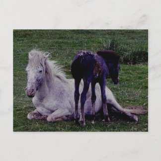 Dartmoor Pony Grått Mare Resting Foal Stående Vykort