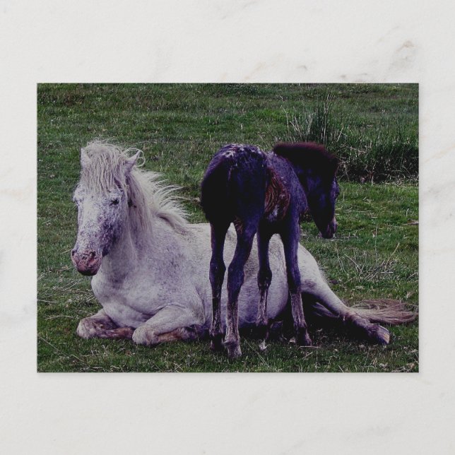 Dartmoor Pony Grått Mare Resting Foal Stående Vykort (Framsida)