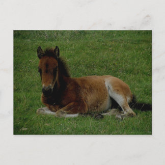 Dartmoor pony lägger ner vilan. vykort