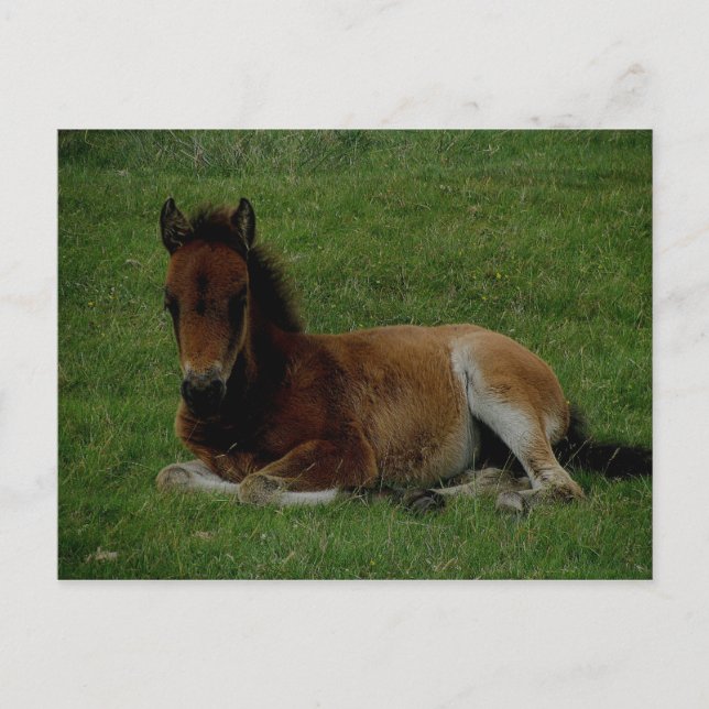 Dartmoor pony lägger ner vilan. vykort (Framsida)