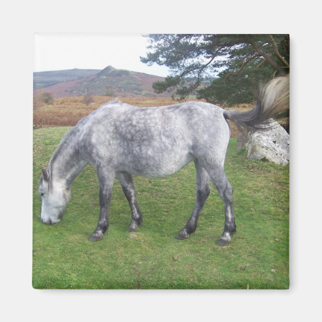 Dartmoor pony magnet (Framsidan)