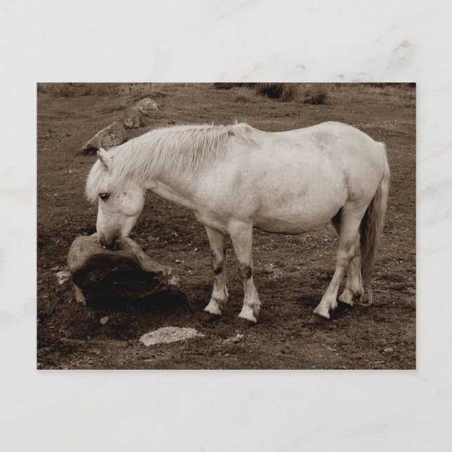 Dartmoor pony som gnuggar mun på sten ( sepia ) vykort (Framsida)