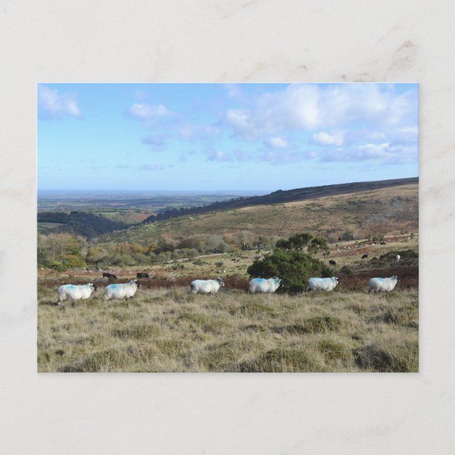 Dartmoor Sheep Vykort (Framsida)