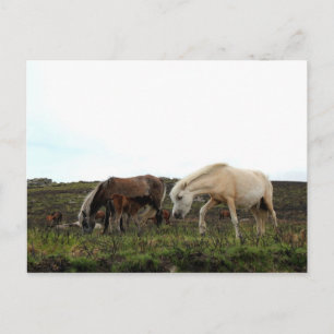 Dartmoor Vild Ponies Vykort