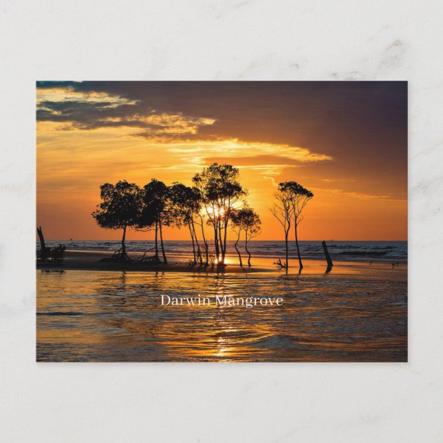 Darwin mangrove, Australien Vykort (Framsida)