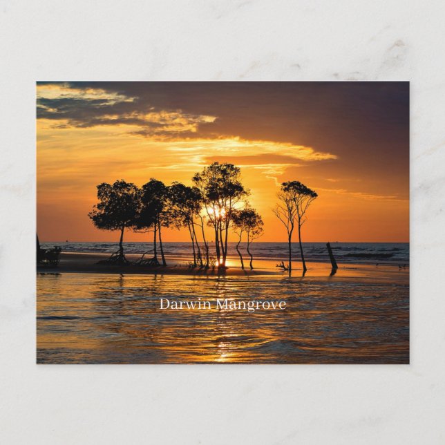Darwin Mangrove Vykort (Framsida)