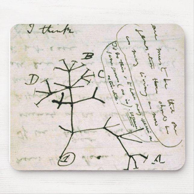 darwin musmatta (Framsidan)