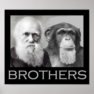 Darwin och Chimp Brothers Poster