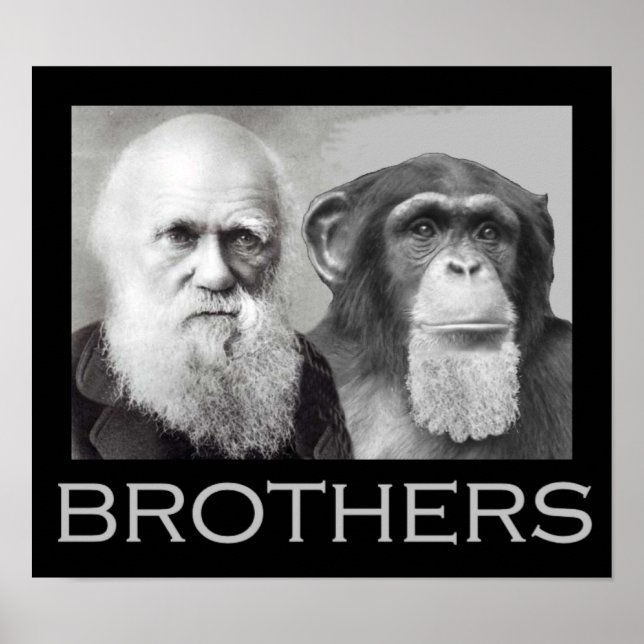 Darwin och Chimp Brothers Poster (Framsidan)