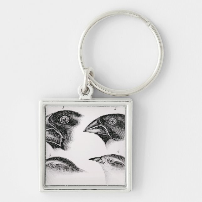 Darwins fågelobservationer fyrkantig silverfärgad nyckelring (Framsidan)