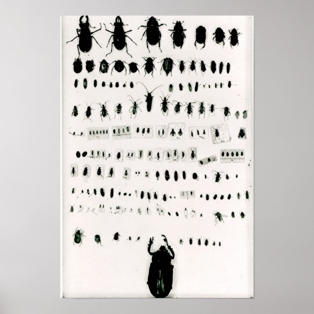 Darwins insekt-samling poster (Framsidan)