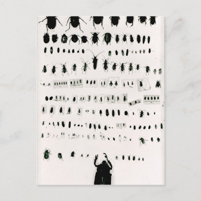 Darwins insekt-samling vykort (Framsida)