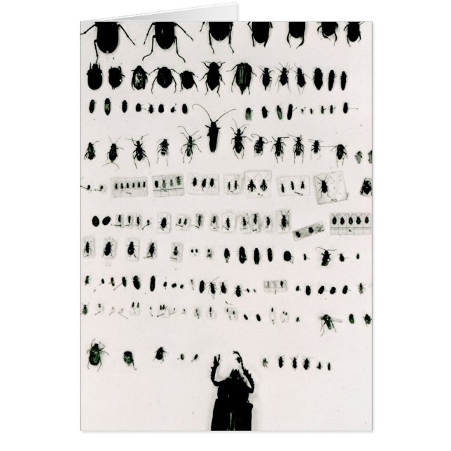 Darwins insektsamling hälsningskort (Framsidan)