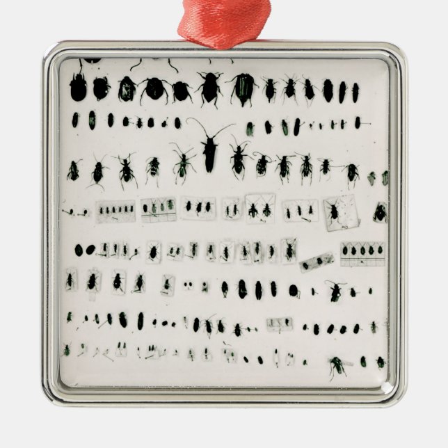 Darwins insektsamling julgransprydnad metall (Framsidan)