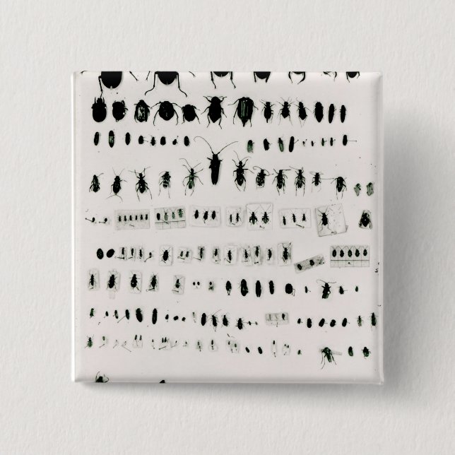 Darwins insektsamling knapp (Framsida)