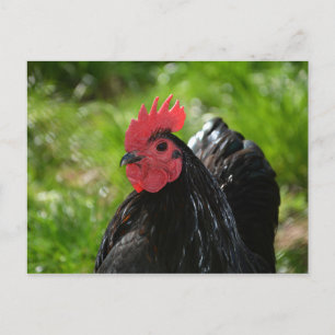 Das Huhn Vykort