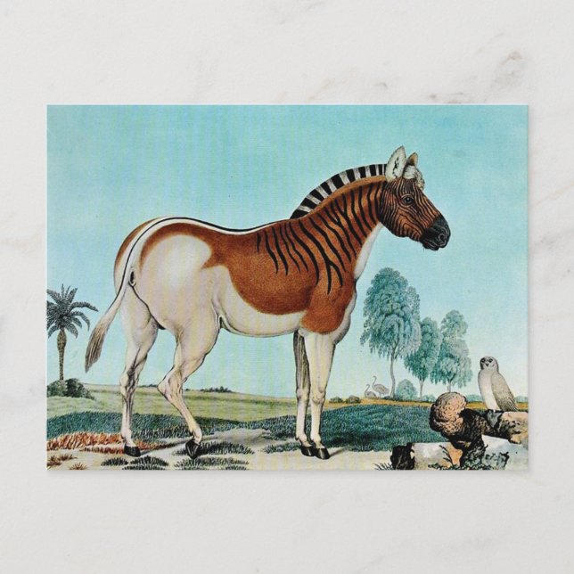 Das Steppenzebra eller Quagga (1882) Vykort (Framsida)