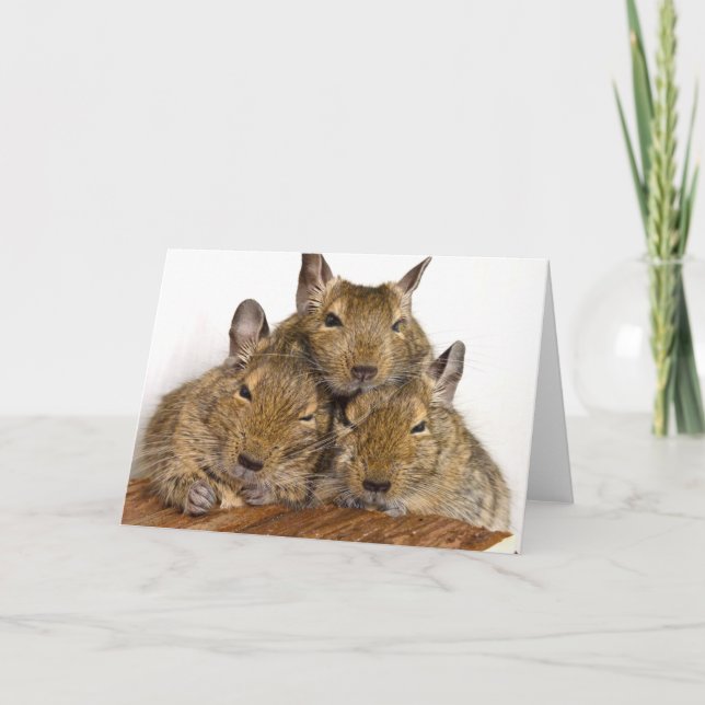 Dåsa Degu Trio Kort (Framsida)