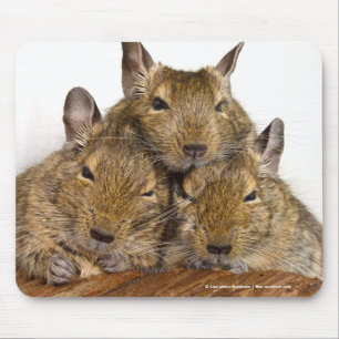 Dåsa Degu Trio Musmatta