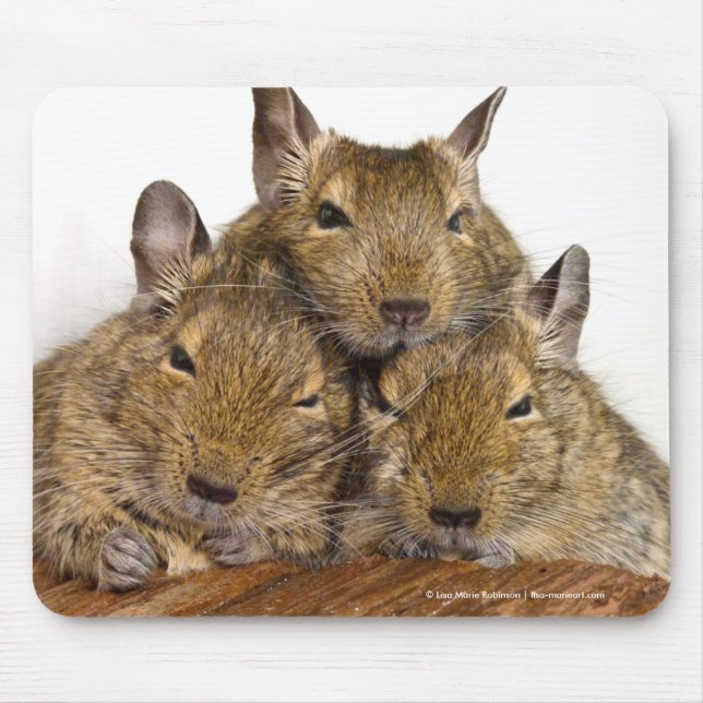 Dåsa Degu Trio Musmatta (Framsidan)
