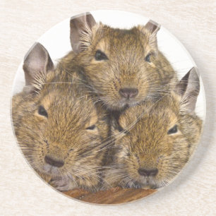 Dåsa Degu Trio Underlägg